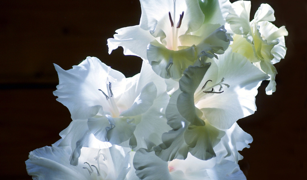 Красивые цветы гладиолус на поляне