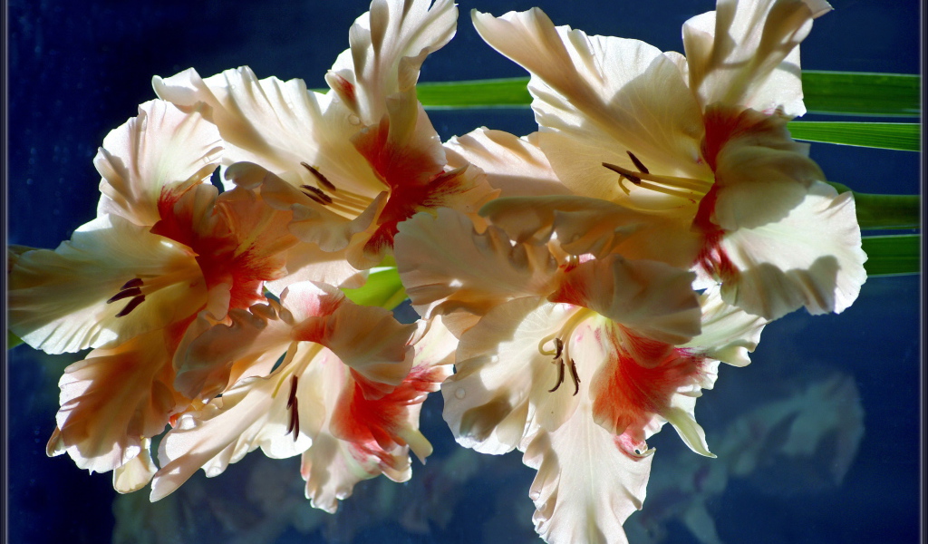 Красивый гладиолус в саду