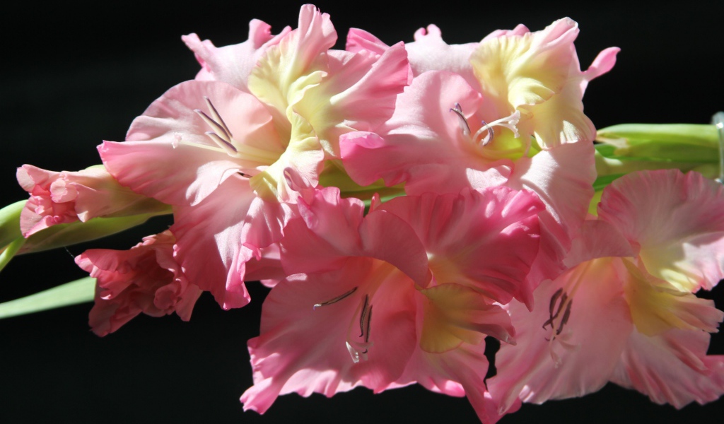 Красивый гладиолус на солнце