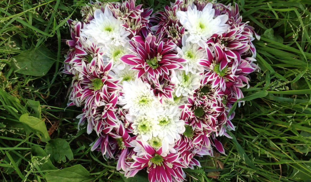 Красивое сердце из цветов хризантема