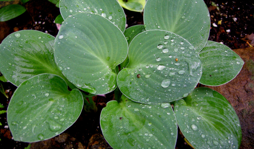 Красивая хоста на дачном участке