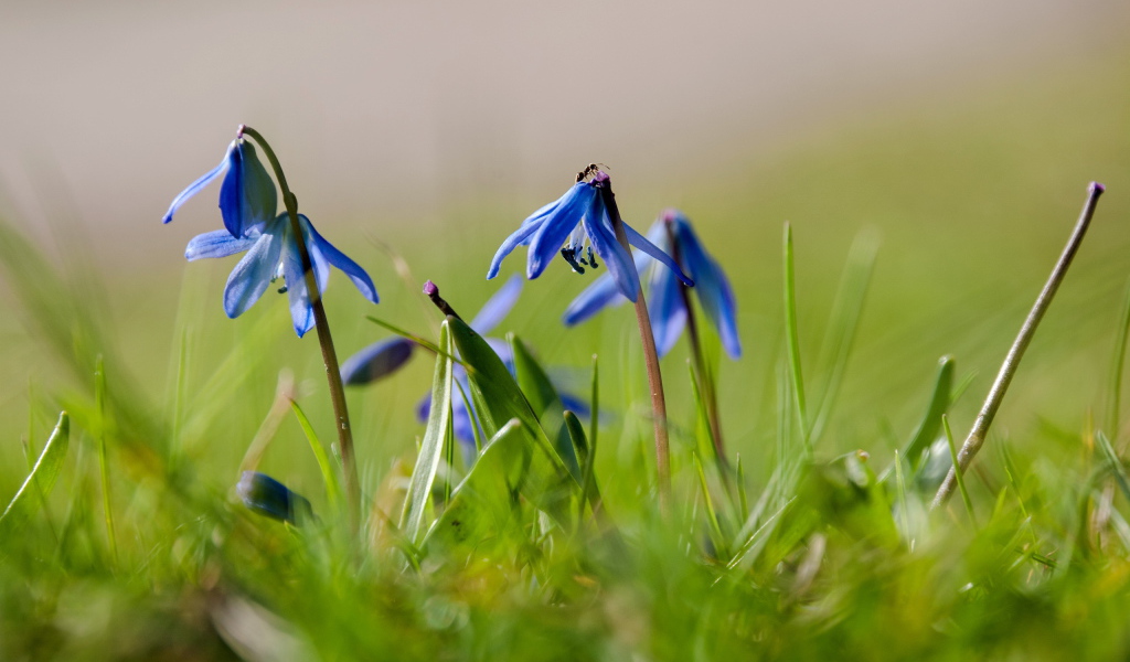 Прекрасные цветы гиацинт на лесной поляне