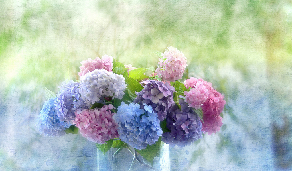 Красивые цветы гортензия в вазе