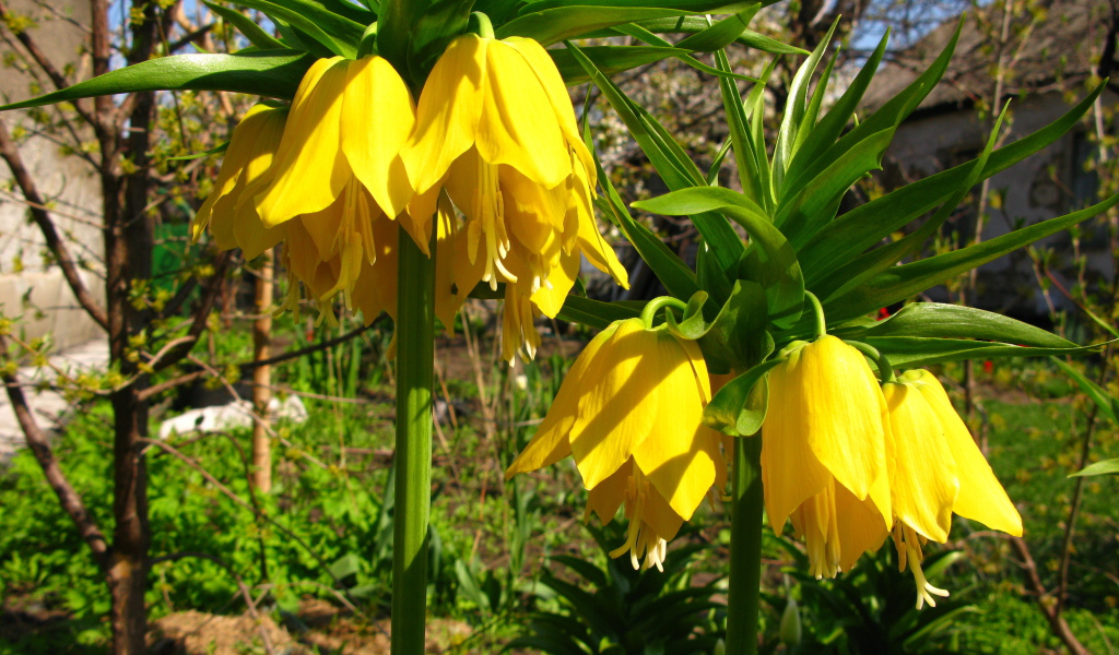 Красивый рябчик императорский в саду