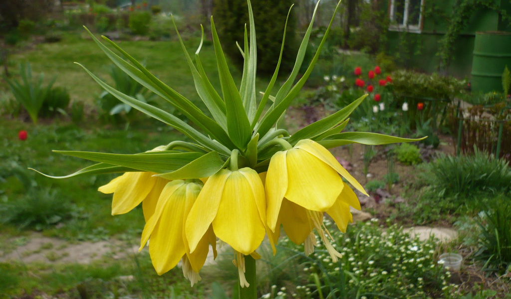 Красивый рябчик императорский на дачном участке