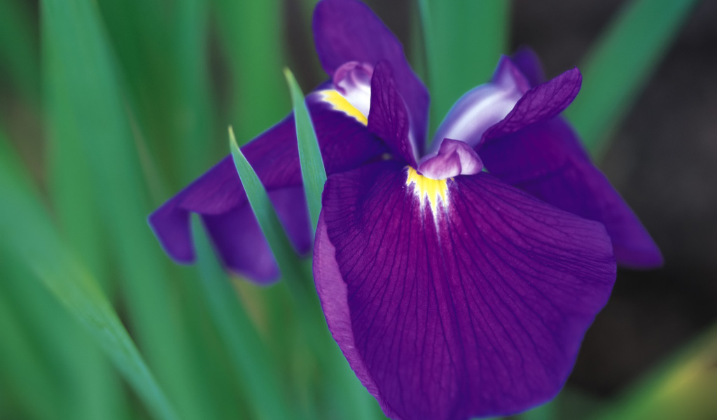 Красивый цветок ирис