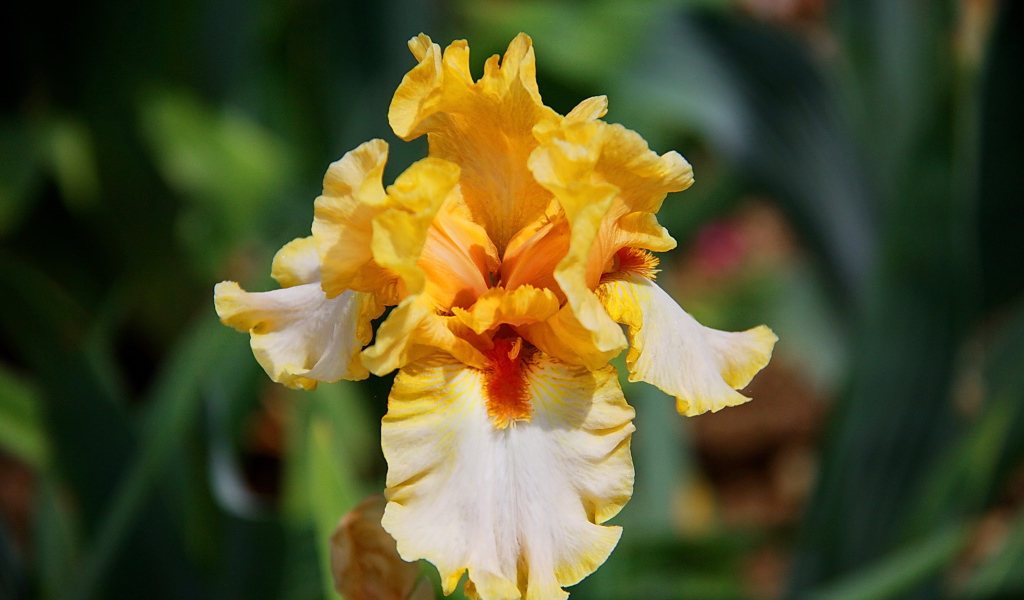 Красивые ирисы в саду