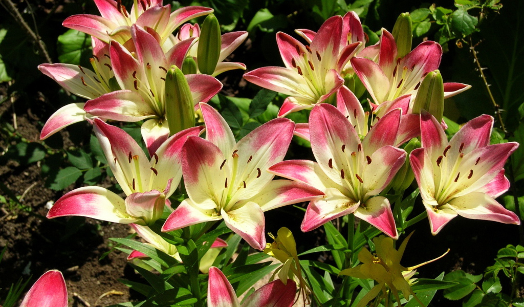 Красивая лилия в саду