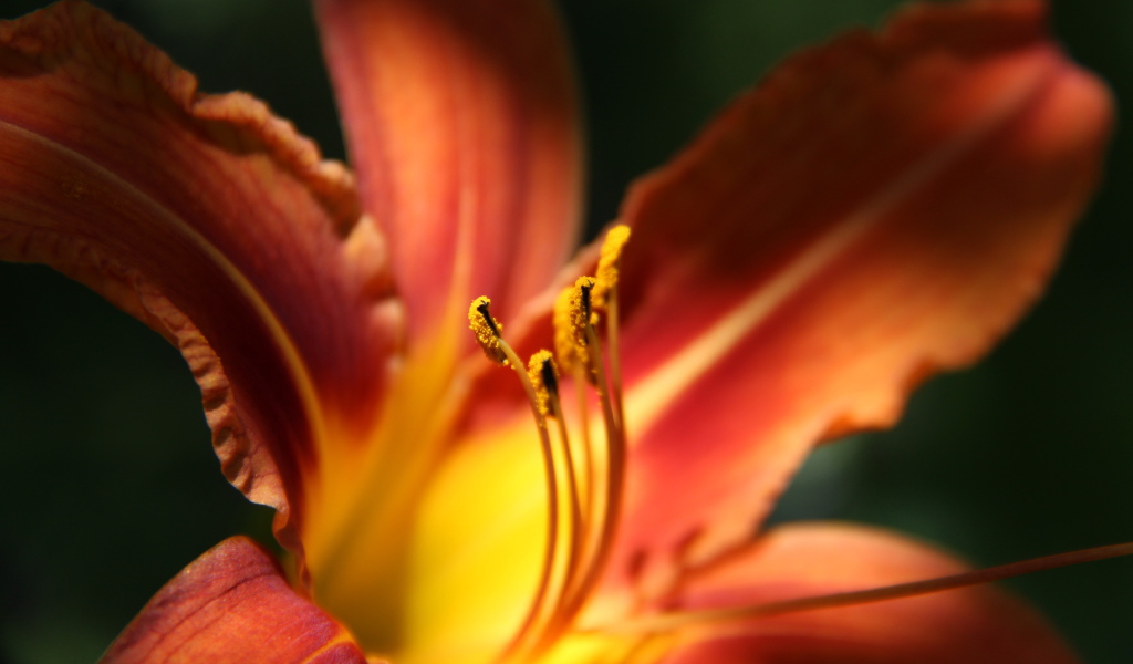 Красивая лилия на дачном участке