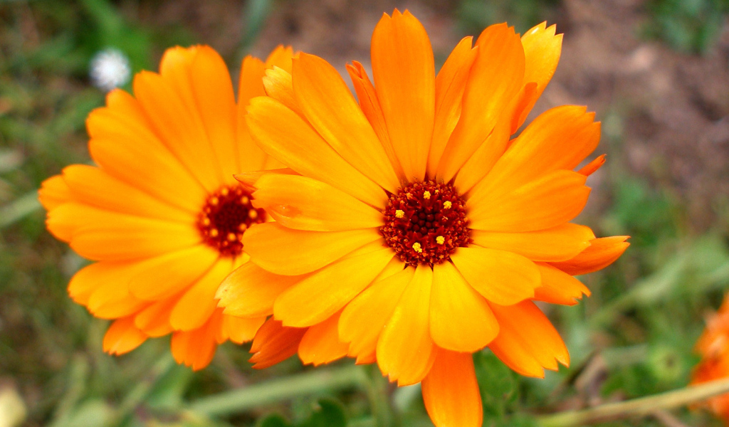 Красивые цветы календулы в саду