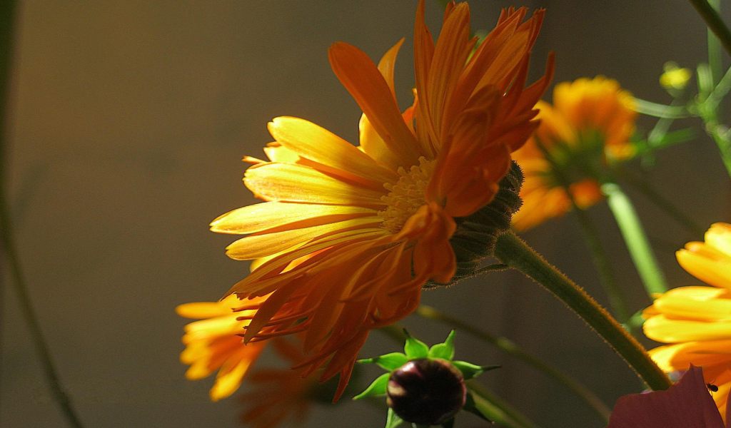 Красивая календула лечебная в саду