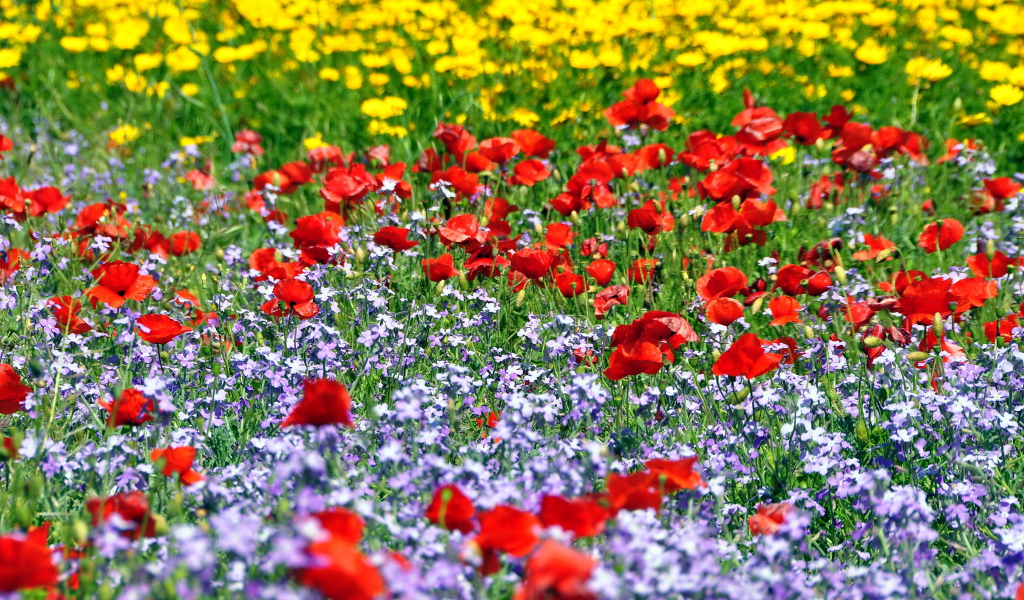 Красивая поляна цветов шафран