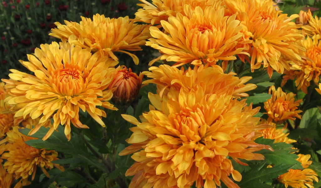 Красивые оранжевые цветы хризантема