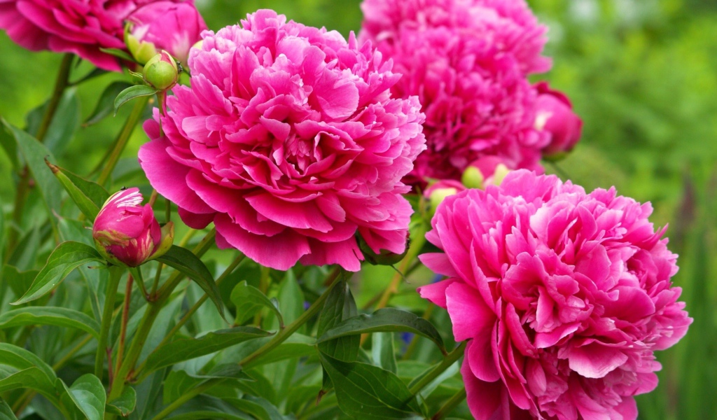 Красивые пионы в лесу