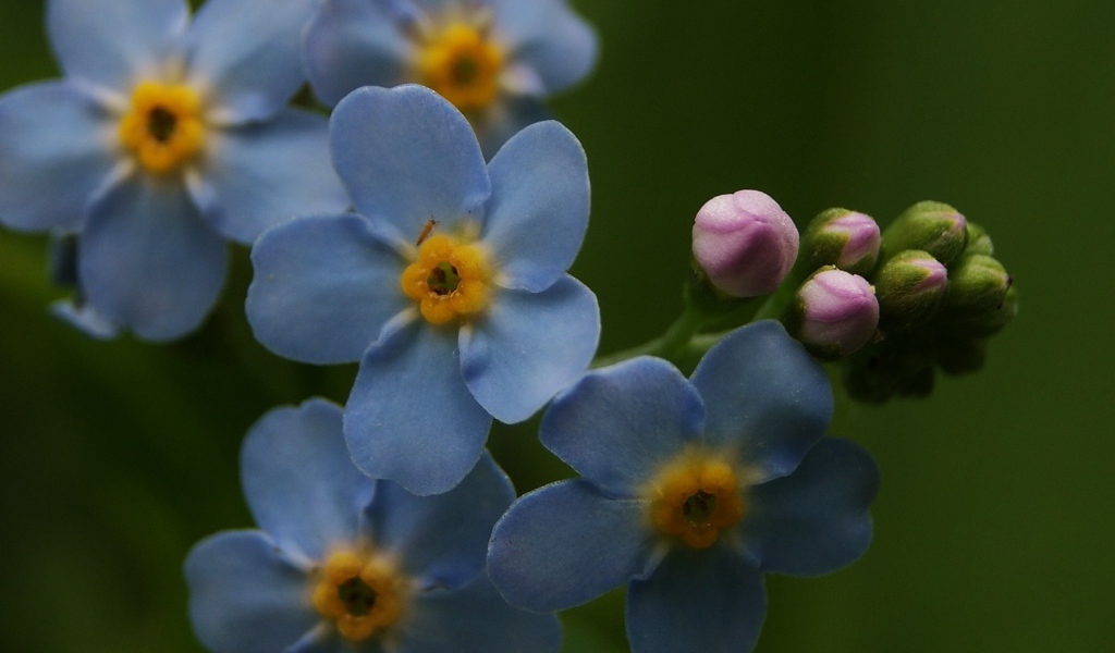 Красивые лепестки растения бруннера