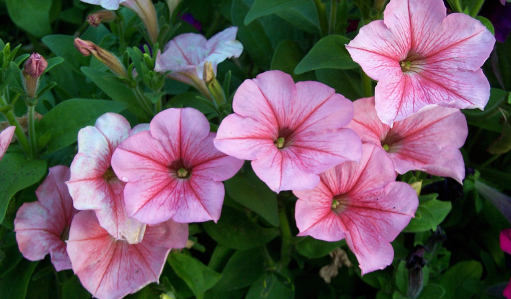 Красивая петуния в саду