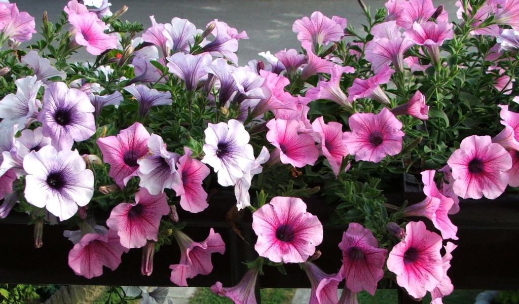 Красивая петуния на дачном участке