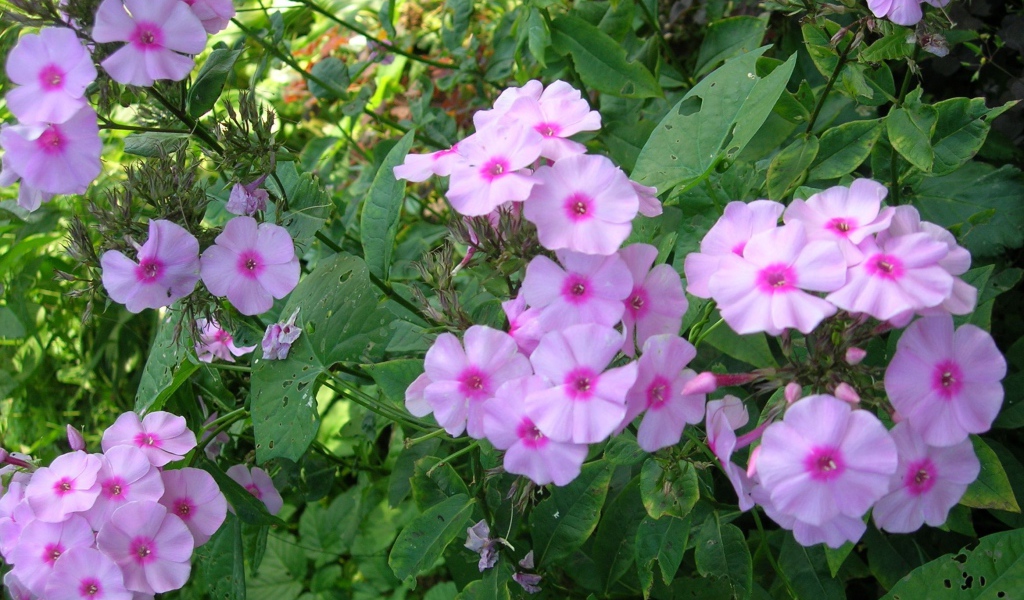 Красивые флоксы в саду