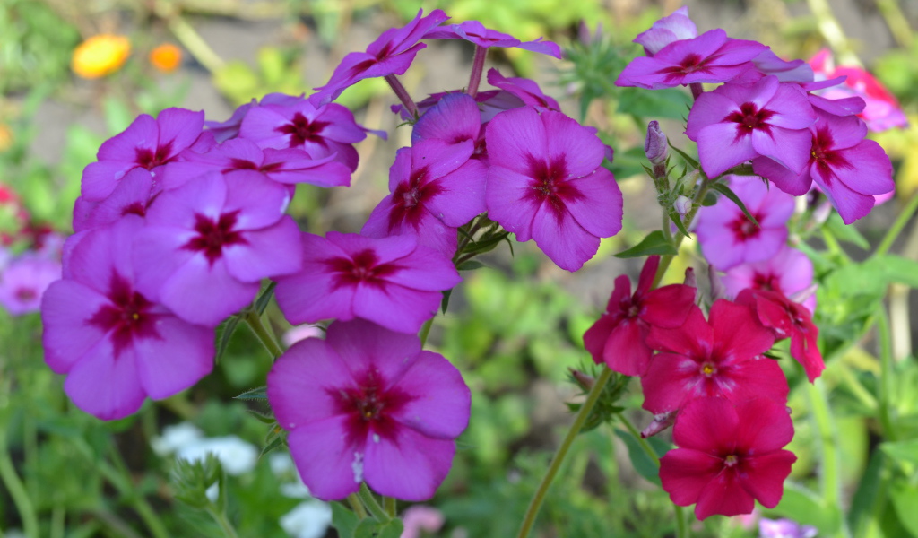 Красивые цветы флоксы в лесу