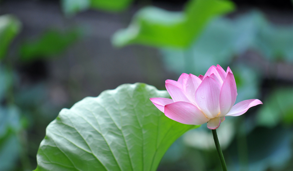 Красивый розовый цветок