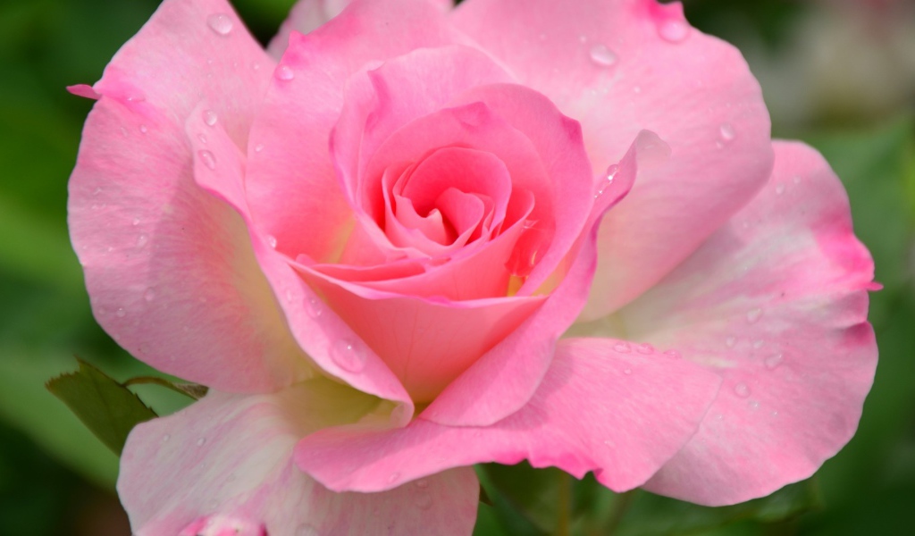 Красивый розовый цветок