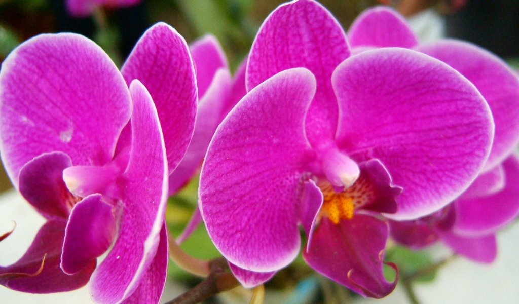 Прекрасные розовые цветы