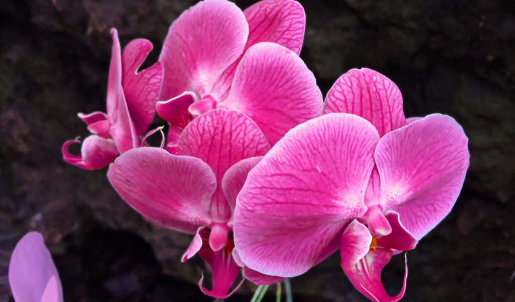 Красивые розовые цветы