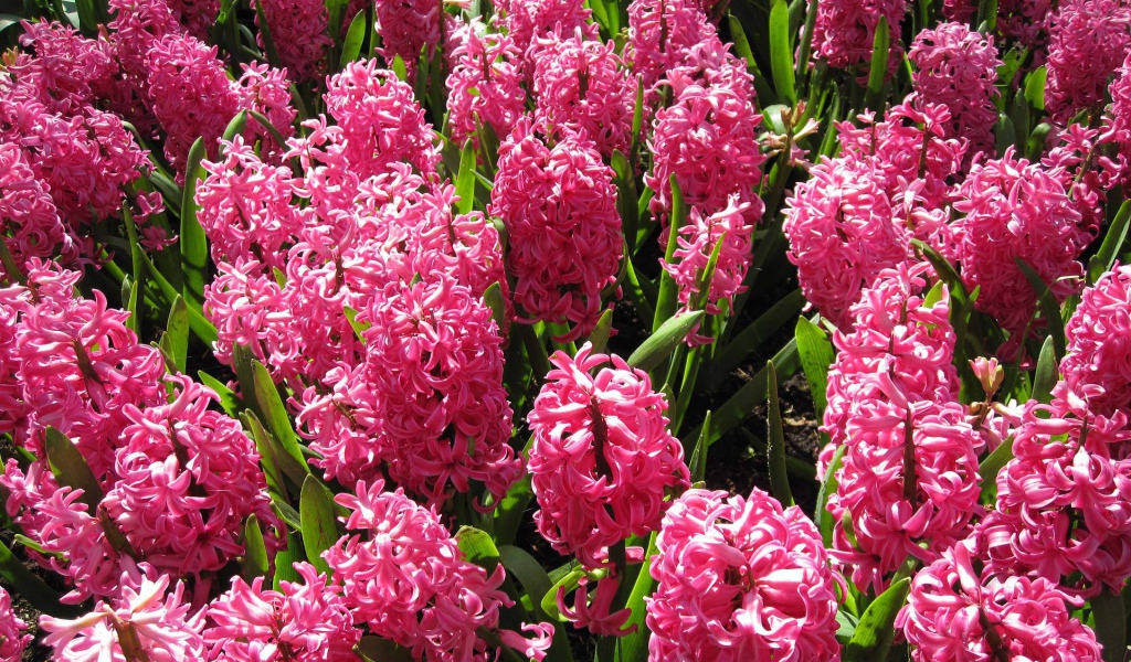 Красивые розовые гиацинты на поляне