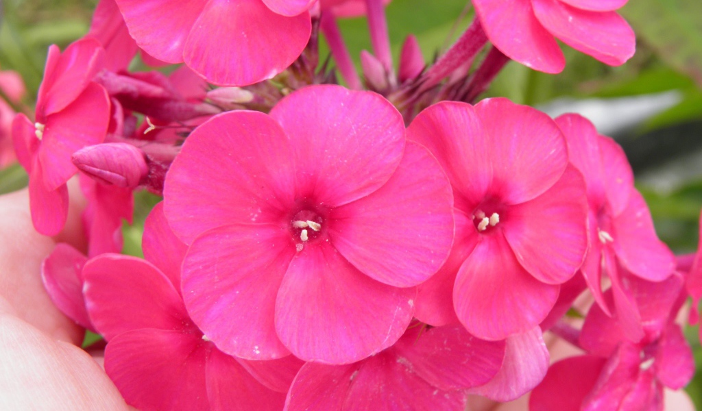 Красивые розовые флоксы на поляне