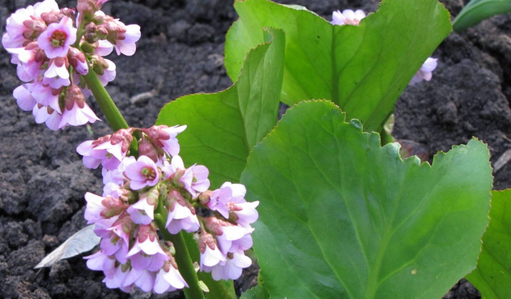 Красивое растение бадан