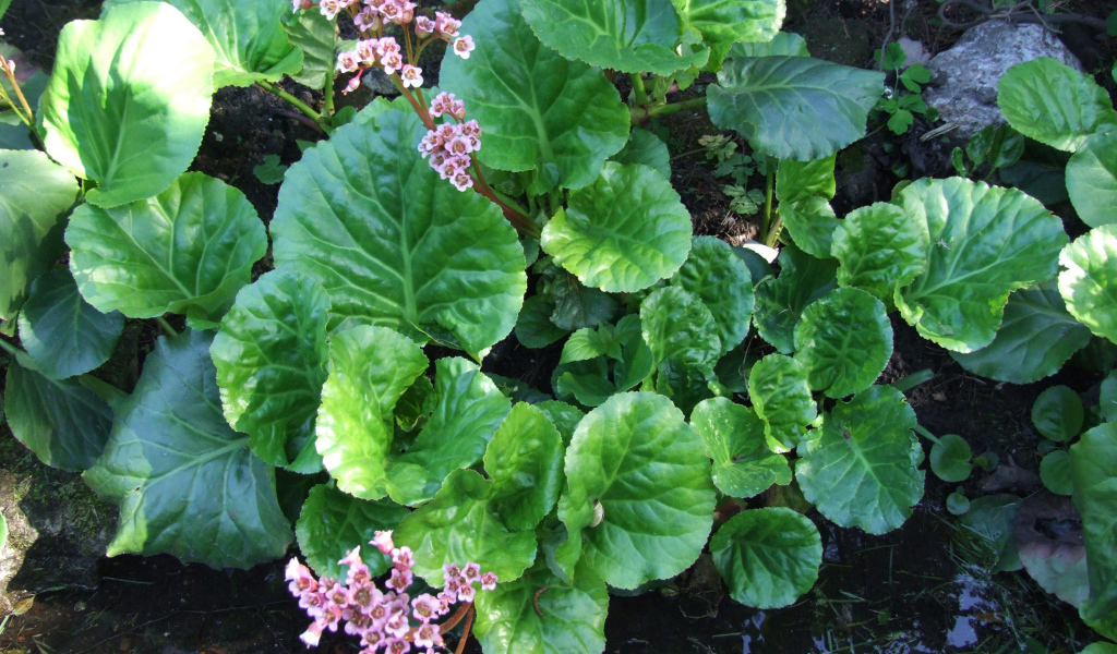 Красивое растение бадан на солнце