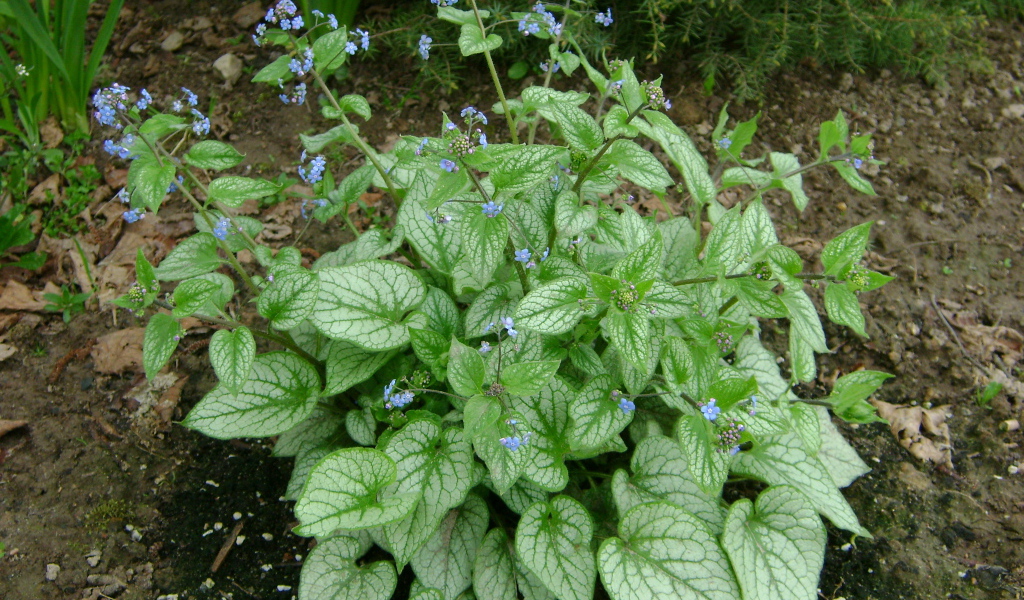 Красивое растение бруннера