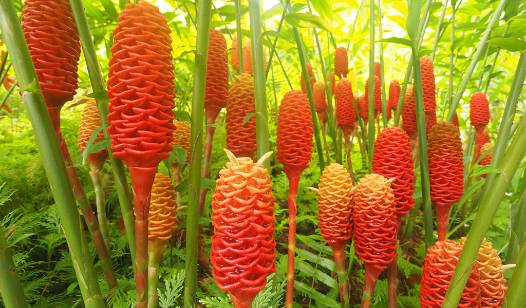 Красивое растение роскоя (имбирь) в саду