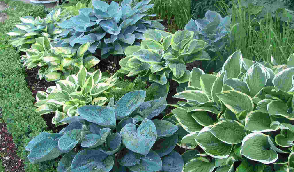 Красивое растение хоста на клумбе в саду