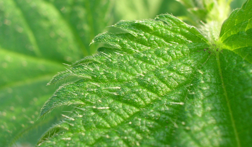 Красивое растение аюга на поляне