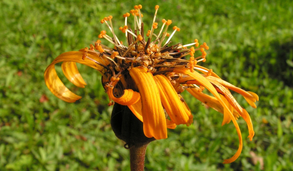 Красивое растение бузульник на поляне