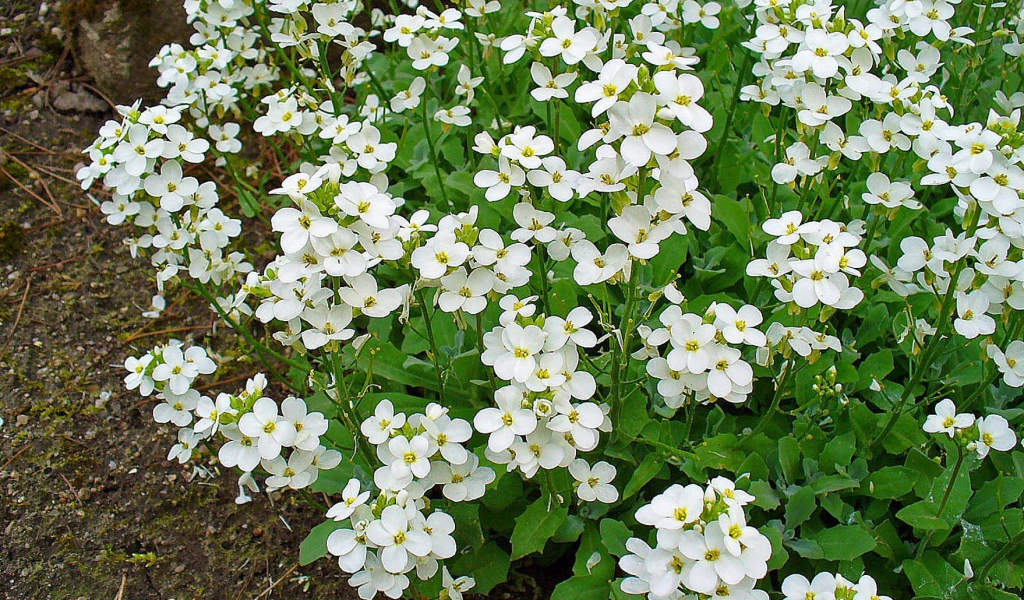 Красивое растение резуха на опушке