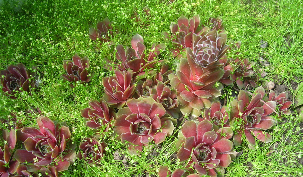 Красивое растение молодило в парке