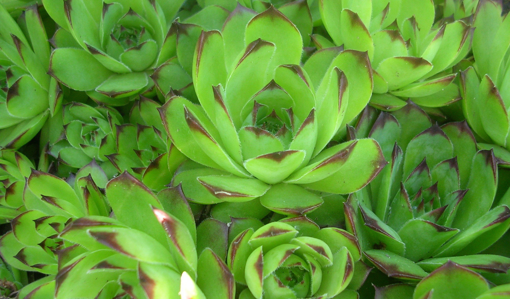 Красивое растение молодило в лесу