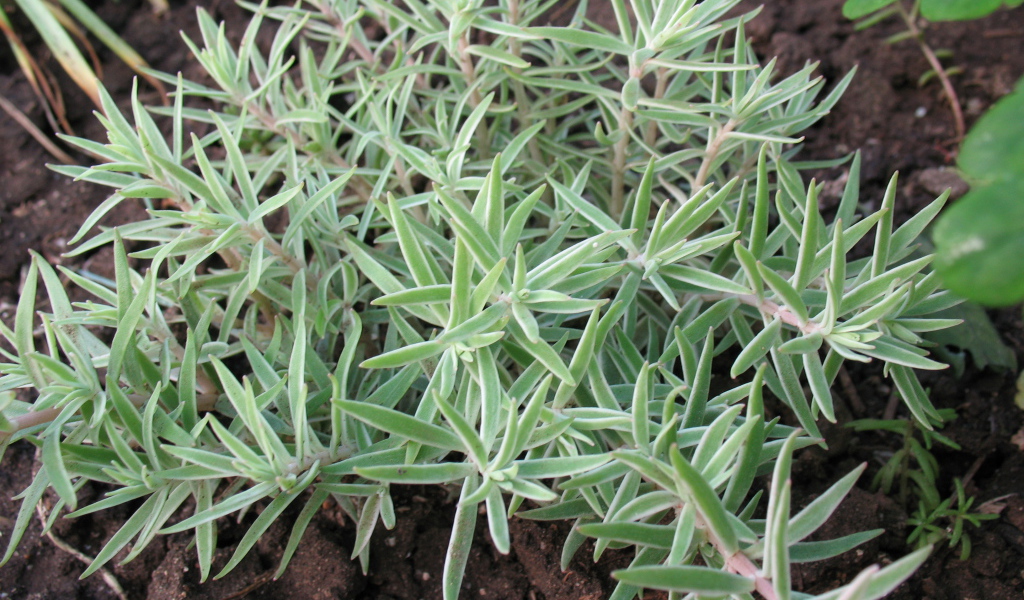 Красивое растение седум в саду