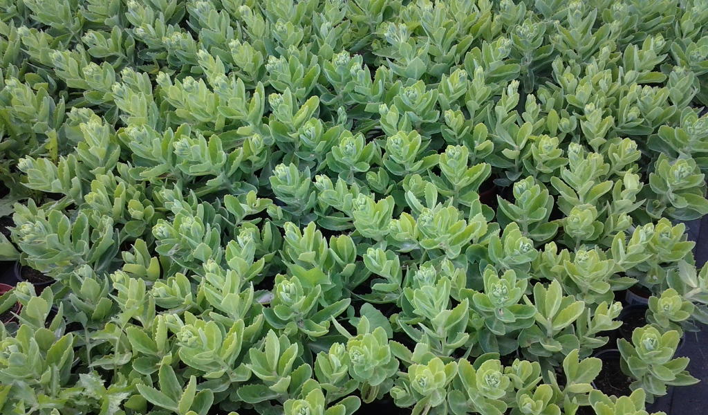 Красивое растение седум в парке