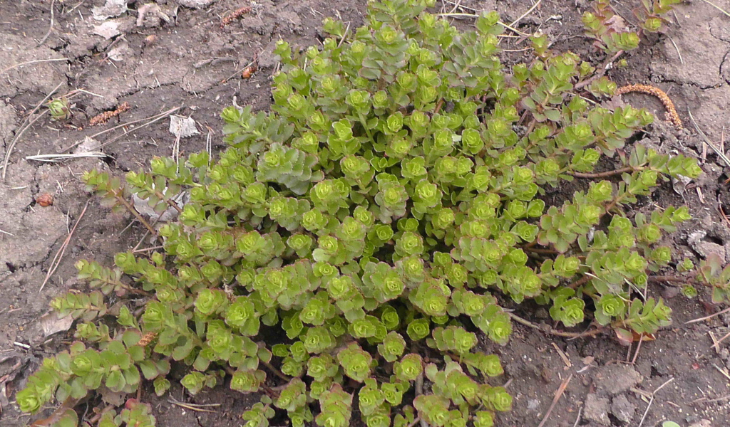 Красивое растение седум на дачном участке