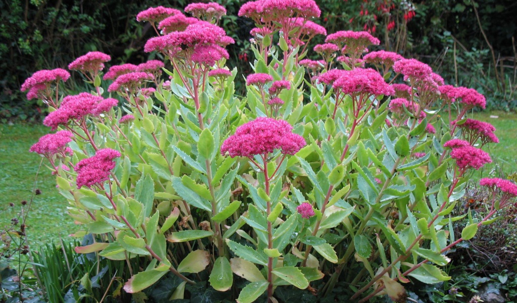 Красивое растение седум на поляне