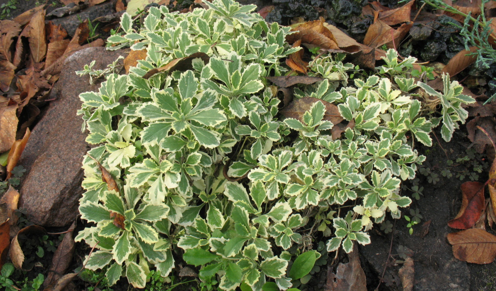 Красивое растение резуха