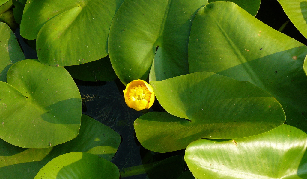 Красивое растение желтая кубышка