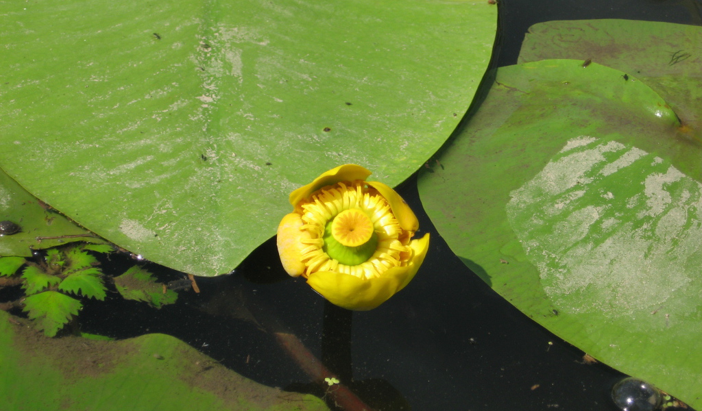 Красивое растение желтая кубышка на воде