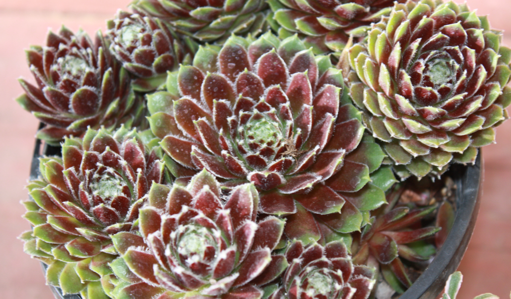 Красивое растение молодило в горшке