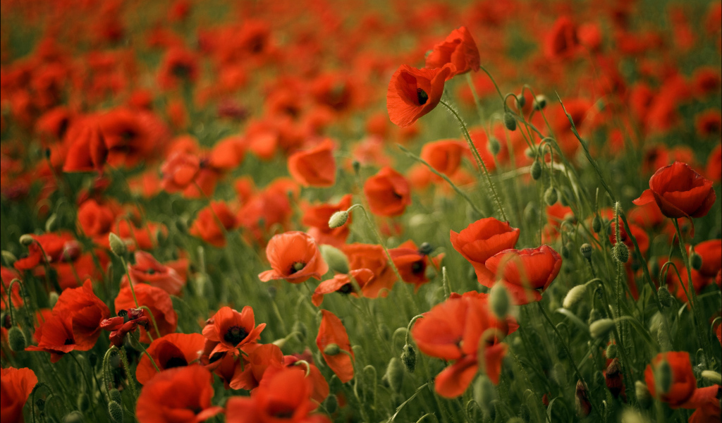 Красивый мак в весеннем поле