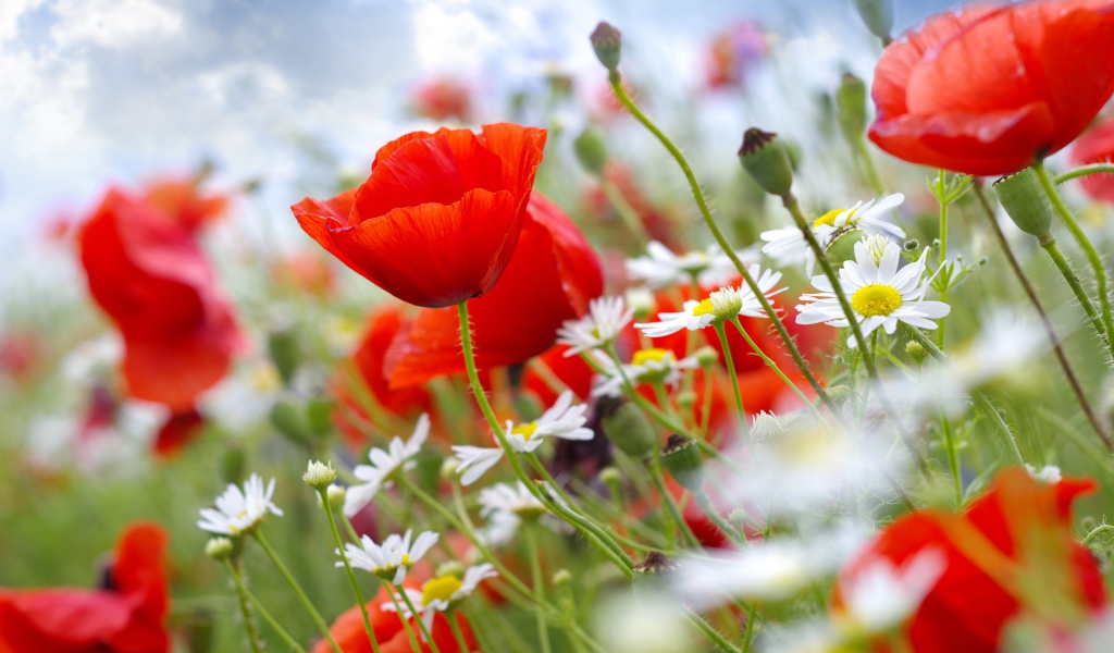 Красивая поляна мака