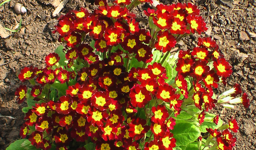 Красивая примула в саду